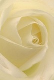 Being drawn into the inner heart of this creamy white rose is like stepping into a sanctuary of calm just off the bustle of Belsize Park's shops. The close-up perspective captures each velvety petal unfolding with precision and patience, their soft textures reminiscent of morning dew resting along Hampstead Lane. Exquisite cream and ivory tones swirl gracefully towards the core, with the lighting creating slender shadows that curl between petals and hint at hidden depths within. The atmosphere evokes the first gentle hush of dawn-peaceful, reflective, and rich with emotion. This rose, often chosen for sympathy or new beginnings by Belsize Park residents, stands as a pure symbol of reverence and quiet admiration. It whispers of comfort in grief and hope in celebration, with an understated sweetness you might almost catch carried on the morning breeze. Crafted by local hands who understand the meaning in every gesture, this singular rose becomes more than a flower; it is a personal message, a reflection of love and care woven into the very heart of the neighbourhood.